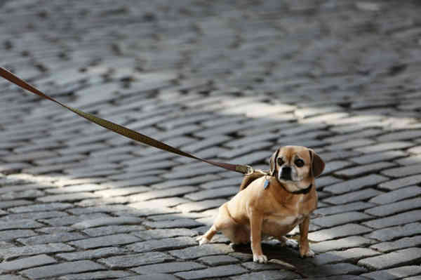 dog on a lead