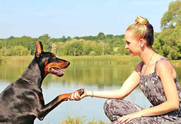 woman shaking dogs hand